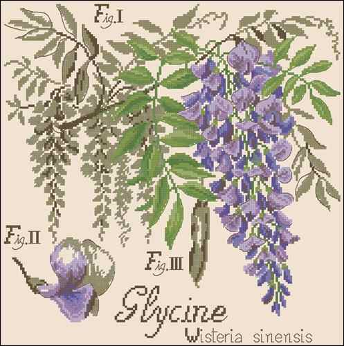 Схема вышивки крестом "La glycine. Etudes de Botanigue"