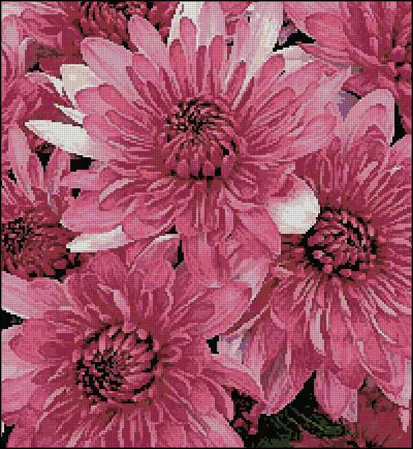 Схема вышивки крестом "Pink Chrysanthemums"