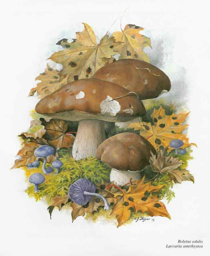 Схема вышивки крестом "Permin Boletus edulis"