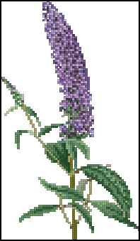 Схема вышивки "TG Buddleia"