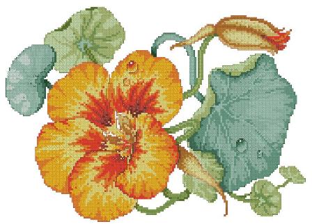 Схема вышивки крестом "Country Nasturtium"