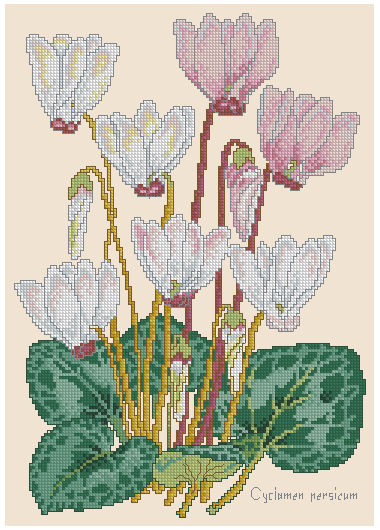 Схема вышивки крестом "Cyclamen Botanical"