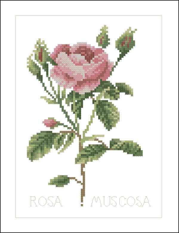 Схема вышивки крестом "Rosa Muscosa"