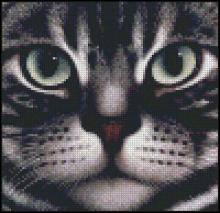 Схема вышивки крестом "American Shorthair"