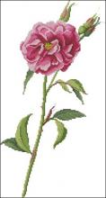 Схема вышивки крестом "A Single Rose"