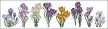 Схема вышивки крестом "Crocus Varieties"