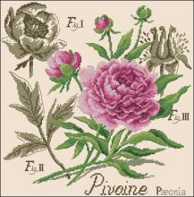 Схема вышивки крестом "La pivoine. Etudes de Botanigue"