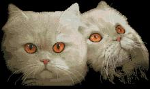 Схема вышивки крестом "Persian Cats"