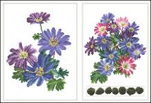 Схема вышивки "TG-445 Anemone blanda"