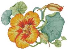 Схема вышивки крестом "Country Nasturtium"
