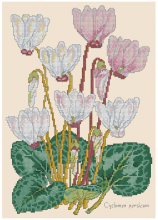 Схема вышивки крестом "Cyclamen Botanical"