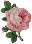 Схема вышивки крестом "Pink Rose And Bud"