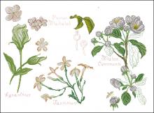 Схема вышивки крестом "Prunus Et Jasm"