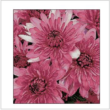 Схема вышивки крестом "Pink Chrysanthemums"