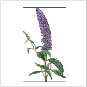 Схема вышивки "TG Buddleia"